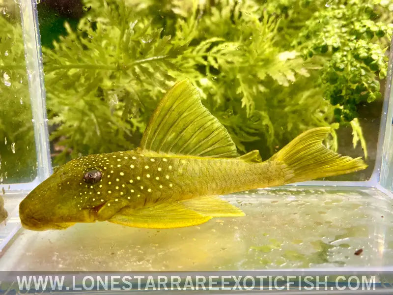 L200 Green Phantom Pleco / Hemiancistrus Subviridis Live Freshwater Tropical Fish for Sale Online