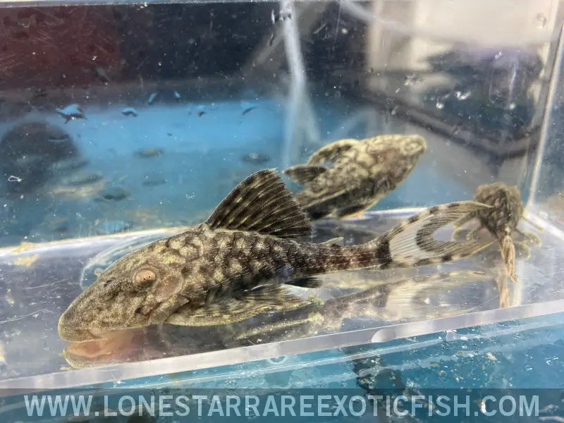 L203 Lyretail Titanic Pleco Live Freshwater Tropical Fish for Sale Online
