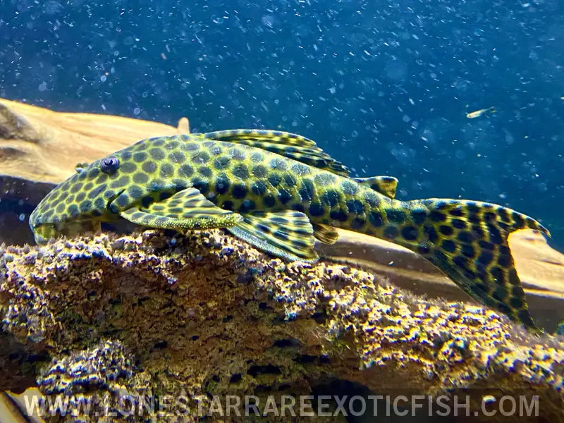 L233 / Lda009 Pleco / Hypostomus Fuscomaculatus Live Freshwater Tropical Fish for Sale Online