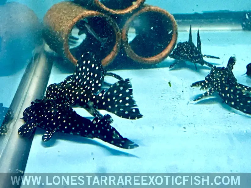 L240 Galaxy/vampire Pleco / Leporacanthicus Cf. Galaxias Live Freshwater Tropical Fish for Sale Online