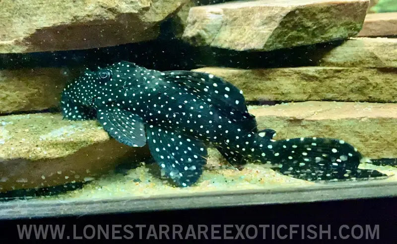 L240 Galaxy/vampire Pleco / Leporacanthicus Cf. Galaxias Live Freshwater Tropical Fish for Sale Online