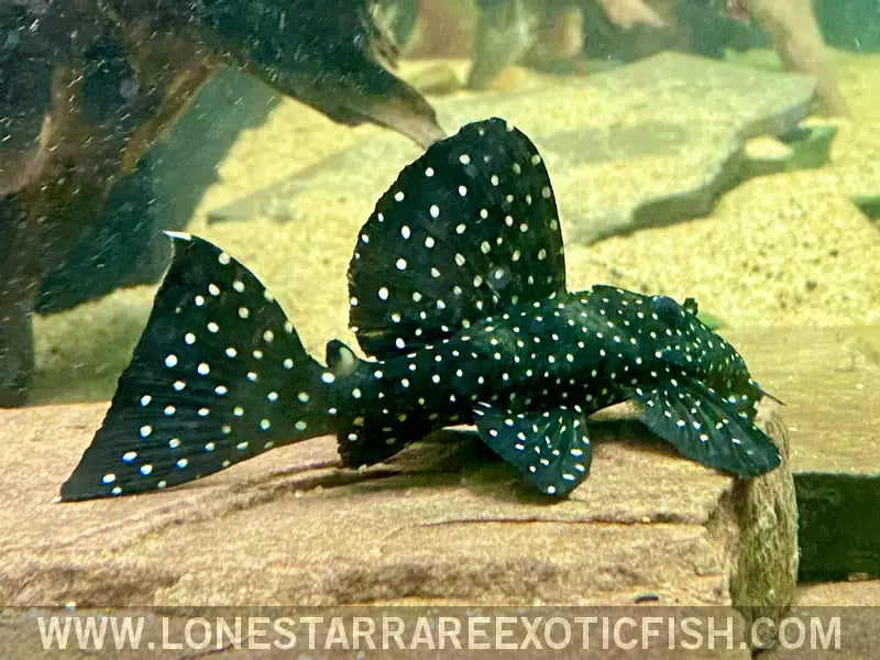 L240 Galaxy/vampire Pleco / Leporacanthicus Cf. Galaxias Live Freshwater Tropical Fish for Sale Online