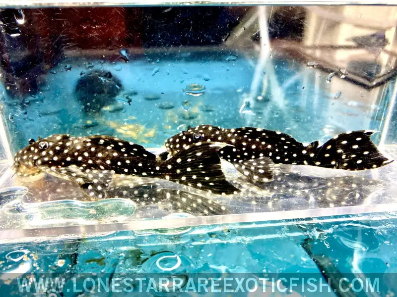 L240 Galaxy/vampire Pleco / Leporacanthicus Cf. Galaxias Live Freshwater Tropical Fish for Sale Online