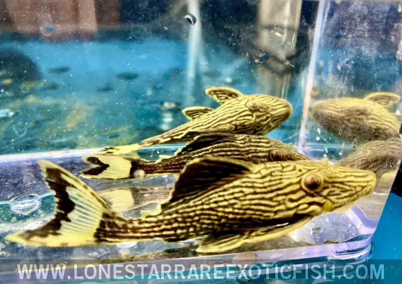 L27 Rio Tapajos ?Gold Thunderline” Royal Pleco / Panaque Armbrusteri Live Freshwater Tropical Fish for Sale Online