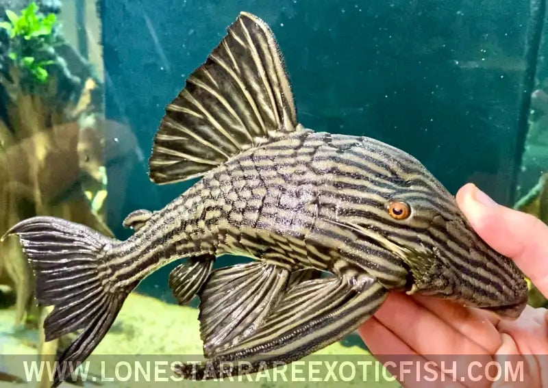 L27 Royal Pleco / Panaque Armbrusteri ?Rio Tocantins’ Live Freshwater Tropical Fish for Sale Online