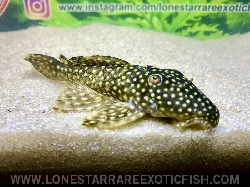 L29 Galaxy Pleco Live Freshwater Tropical Fish for Sale Online