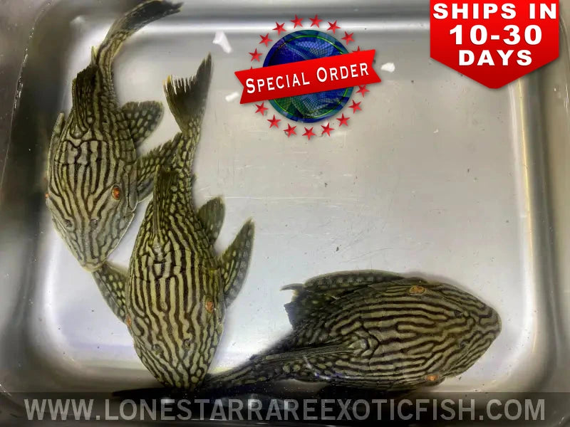 L330 Watermelon Pleco / Panaque Cf. Nigrolineatus (special Order) Live Freshwater Tropical Fish for Sale Online