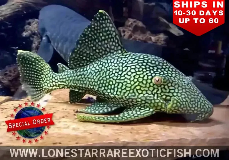 L330 Watermelon Pleco / Panaque Cf. Nigrolineatus (special Order) Live Freshwater Tropical Fish for Sale Online