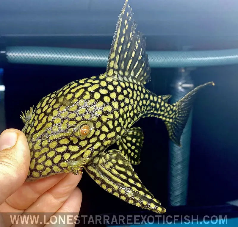 L330 Watermelon Royal Pleco / Panaque Nigrolineatus Laurafabianae Live Freshwater Tropical Fish for Sale Online