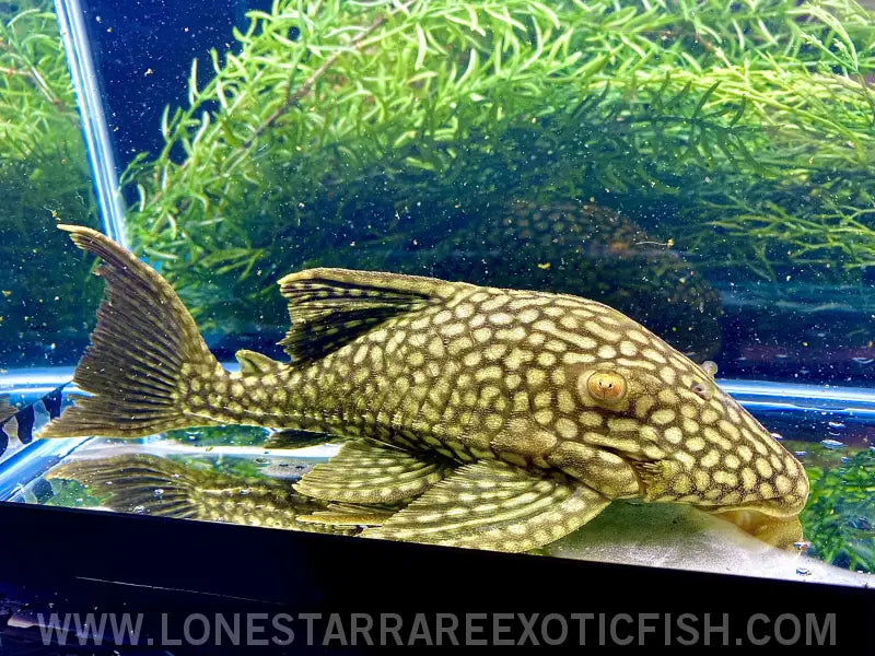 L330 Watermelon Royal Pleco / Panaque Nigrolineatus Laurafabianae Live Freshwater Tropical Fish for Sale Online