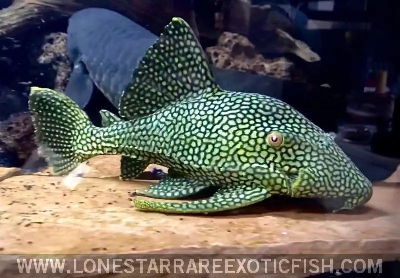 L330 Watermelon Royal Pleco / Panaque Nigrolineatus Laurafabianae Live Freshwater Tropical Fish for Sale Online