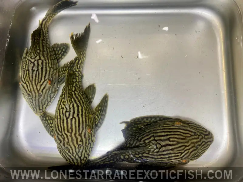 L330 Watermelon Royal Pleco / Panaque Nigrolineatus Laurafabianae Live Freshwater Tropical Fish for Sale Online