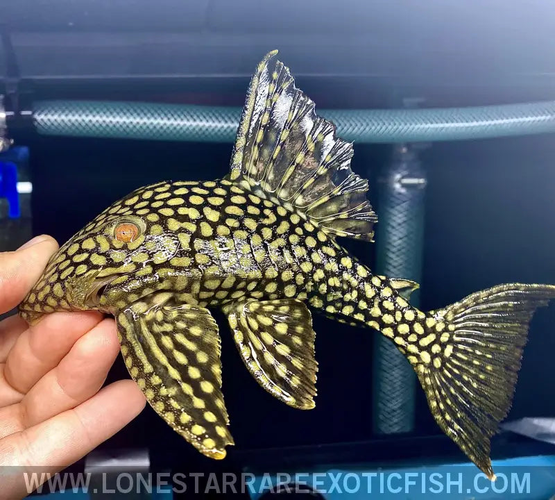 L330 Watermelon Royal Pleco / Panaque Nigrolineatus Laurafabianae Live Freshwater Tropical Fish for Sale Online