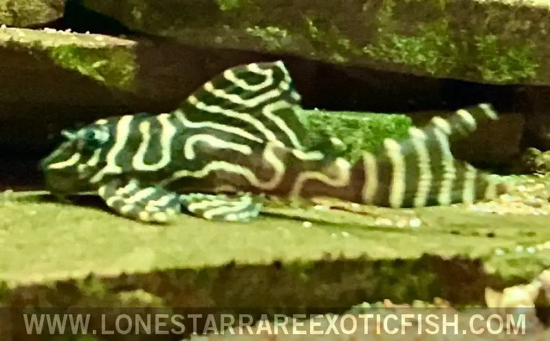 L333 King Tiger Pleco / Hypancistrus Sp. Live Freshwater Tropical Fish for Sale Online