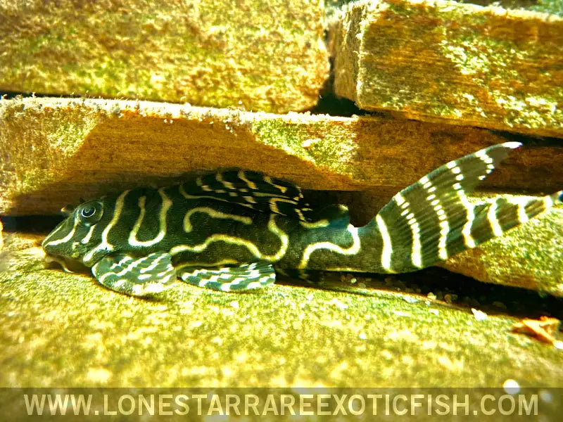 L333 King Tiger Pleco / Hypancistrus Sp. Live Freshwater Tropical Fish for Sale Online