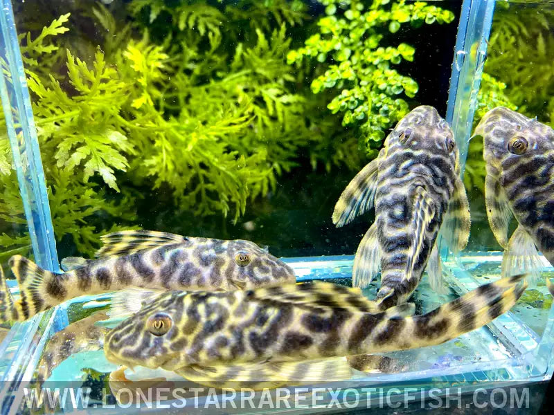 L377 Prince Tiger Pleco / Peckoltia Sp. Live Freshwater Tropical Fish for Sale Online