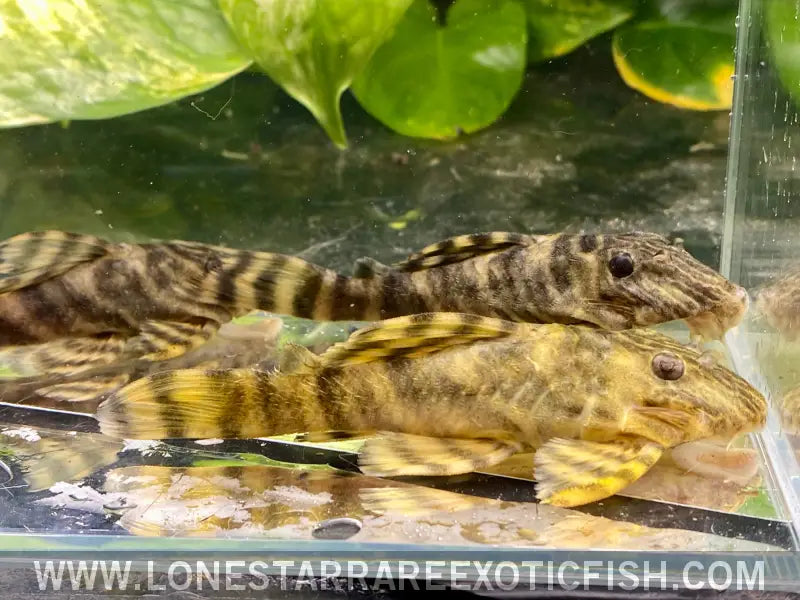 L398 Tankei Tiger Pleco / Panaqolus Tankei Live Freshwater Tropical Fish for Sale Online