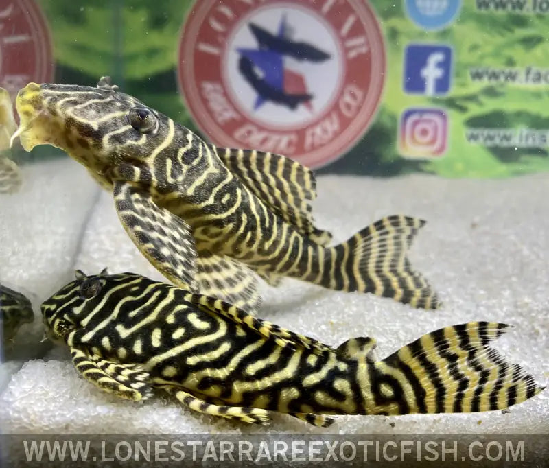 L401 Royal King Alenquer Pleco Live Freshwater Tropical Fish for Sale Online