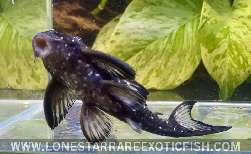 L501 Black Phantasm Pleco / Hypancistrus Sp. Live Freshwater Tropical Fish for Sale Online