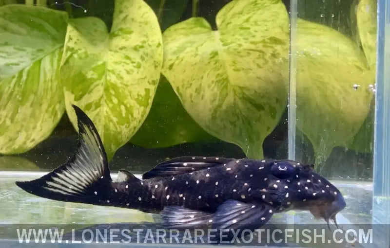 L501 Black Phantasm Pleco / Hypancistrus Sp. Live Freshwater Tropical Fish for Sale Online