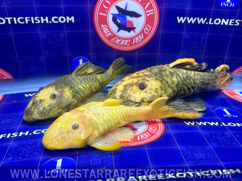 L56y Yellow Chubby Pleco - Wysiwyg Live Freshwater Tropical Fish for Sale Online
