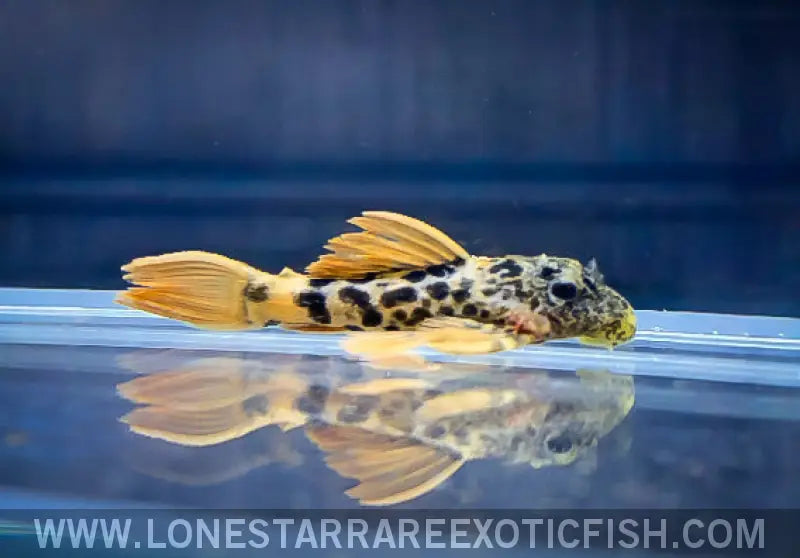 L600 Leopard Cactus Pleco / Pseudacanthicus Leopardus Live Freshwater Tropical Fish for Sale Online