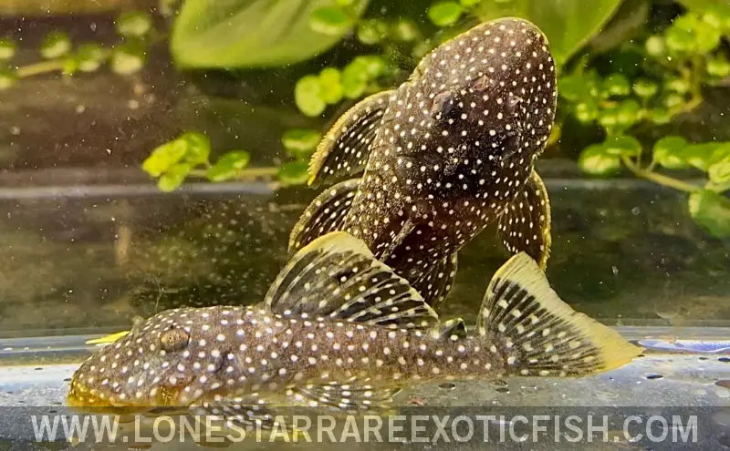 L81 Fine Spot Gold Nugget Pleco / Baryancistrus Xanthellus Live Freshwater Tropical Fish for Sale Online