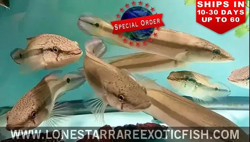 Lenticulata Pike Cichlid / Crenicichla Lenticulata (special Order) Live Freshwater Tropical Fish for Sale Online