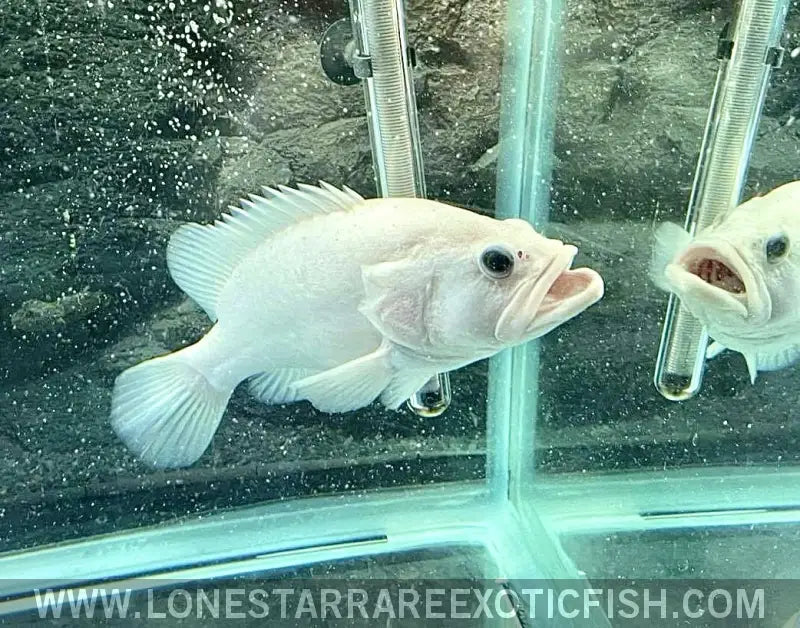 Leucistic Bumblebee Grouper Live Freshwater Tropical Fish for Sale Online