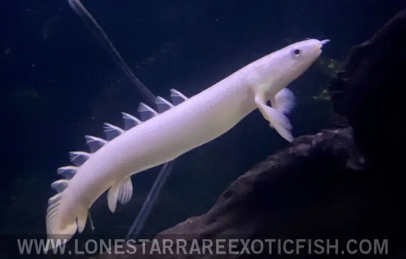 Leucistic Senegal Bichir / Polypterus Senegalus Live Freshwater Tropical Fish for Sale Online