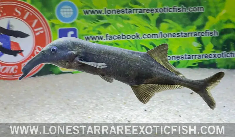 Long Nose Elephant Fish / Campylomormyrus Rhynchophorus Live Freshwater Tropical Fish for Sale Online