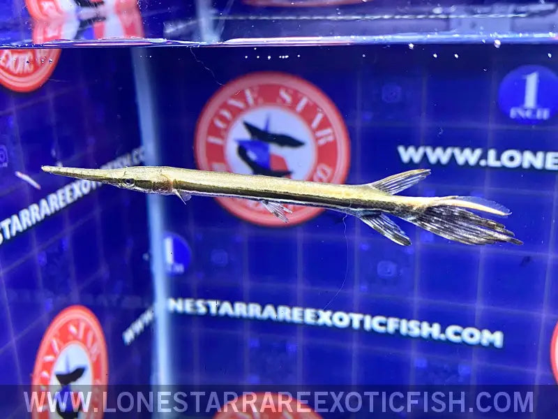 Longnose Gar Live Freshwater Tropical Fish for Sale Online
