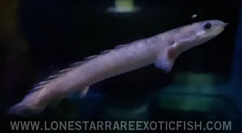 Marbled Senegal Bichir / Polypterus Senegalus Live Freshwater Tropical Fish for Sale Online