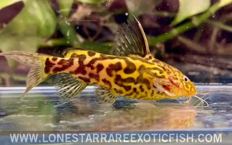 Marbled Synodontis Catfish / Synodontis Schoutedeni Live Freshwater Tropical Fish for Sale Online