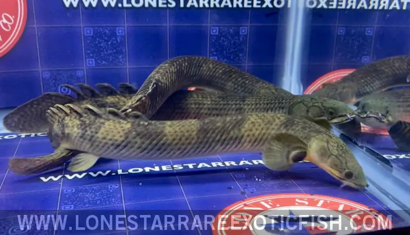 Mokele-mbembe Bichir / Polypterus Mokolembembe Live Freshwater Tropical Fish for Sale Online