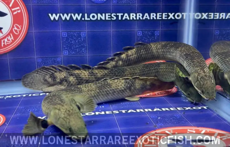 Mokele-mbembe Bichir / Polypterus Mokolembembe Live Freshwater Tropical Fish for Sale Online