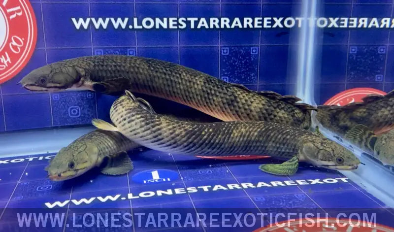 Mokele-mbembe Bichir / Polypterus Mokolembembe Live Freshwater Tropical Fish for Sale Online