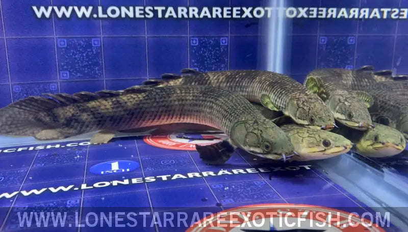 Mokele-mbembe Bichir / Polypterus Mokolembembe Live Freshwater Tropical Fish for Sale Online