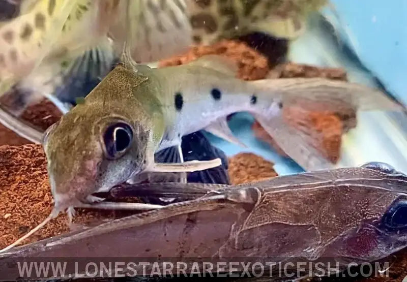 Notata Squeaker Catfish / Synodontis Notata Live Freshwater Tropical Fish for Sale Online