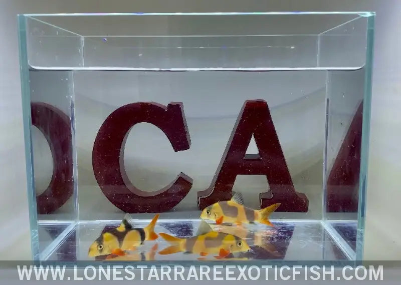 Oddball Clown Loaches - Wysiwyg Live Freshwater Tropical Fish for Sale Online