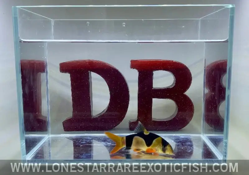 Oddball Clown Loaches - Wysiwyg Live Freshwater Tropical Fish for Sale Online