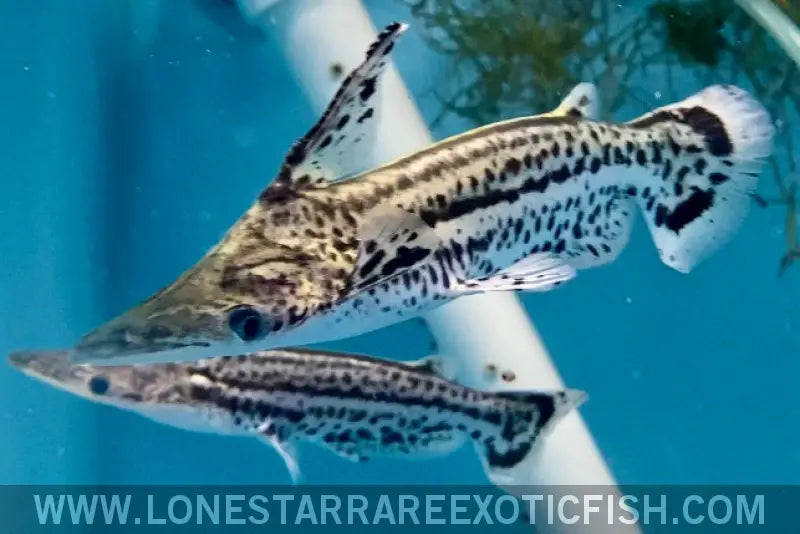 Orinoco Dolphin Catfish / Ageneiosus Magoi Live Freshwater Tropical Fish for Sale Online