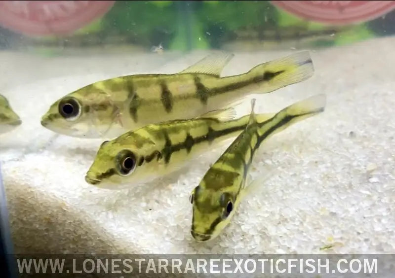 Orinoco Peacock Bass / Cichla Orinocensis Live Freshwater Tropical Fish for Sale Online