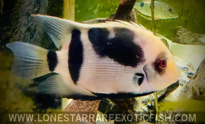 Panda Uaru Cichlid / Uaru Fernandezyepezi Live Freshwater Tropical Fish for Sale Online