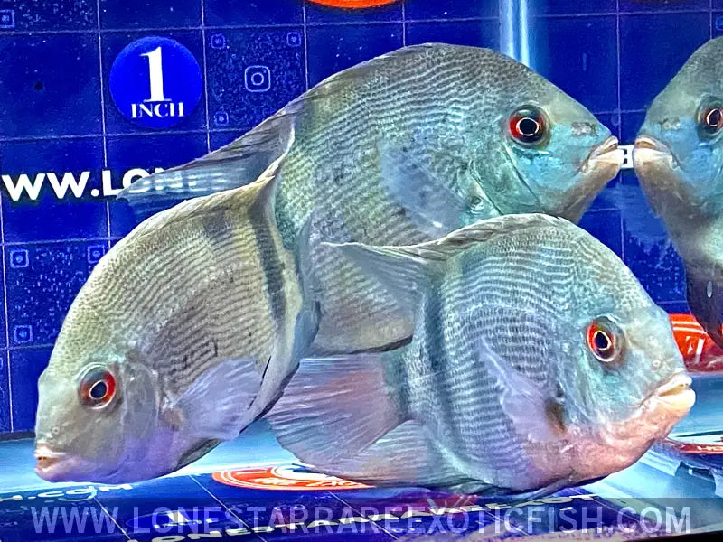 Panda Uaru Cichlid / Uaru Fernandezyepezi Live Freshwater Tropical Fish for Sale Online