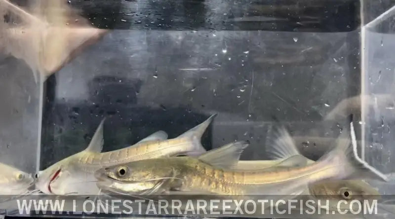 Papua New Guinea Catfish / Neoarius Berneyi Live Freshwater Tropical Fish for Sale Online