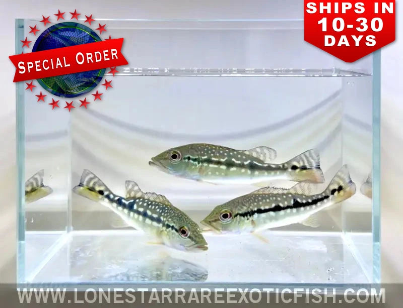 Xingu Peacock Bass / Cichla melaniae (Special Order)