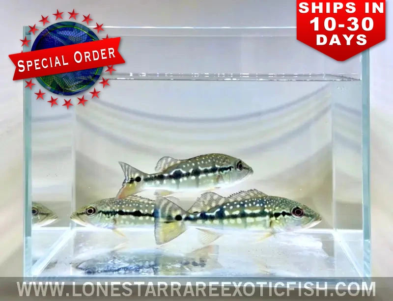 Xingu Peacock Bass / Cichla melaniae (Special Order)