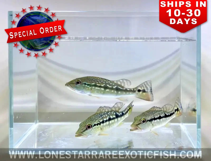 Xingu Peacock Bass / Cichla melaniae (Special Order)