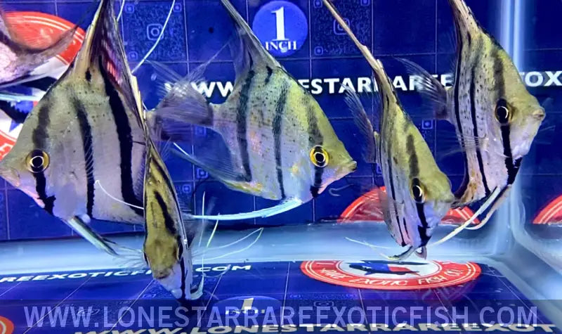 Peruvian Altum Angelfish / Pterophyllum Scalare ?Rio Nanay’ Live Freshwater Tropical Fish for Sale Online